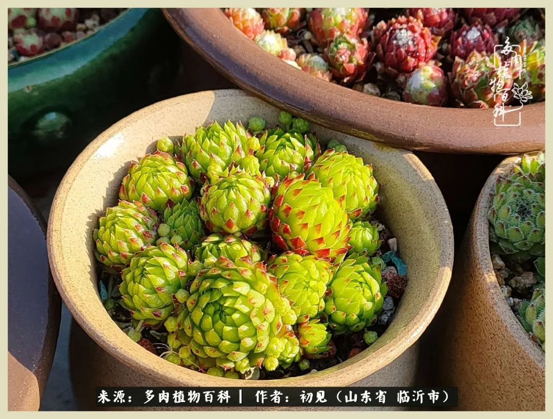 和多肉植物相伴,和多肉相处的心情