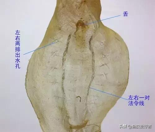越南白花胶和本港白花胶,巴西白花胶是真的白花胶吗