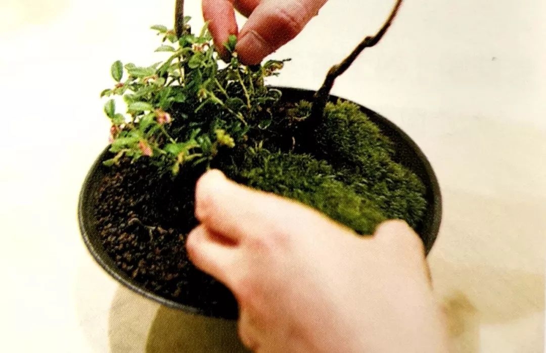 盆景制作方法与技巧,盆景制作小技巧