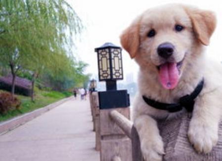 关于遛狗要拴绳,遛狗可以带点什么