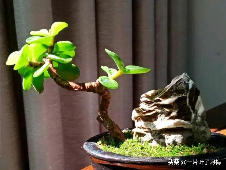 金枝玉叶干枯一碰就掉,金枝玉叶一夜之间掉了好多叶子