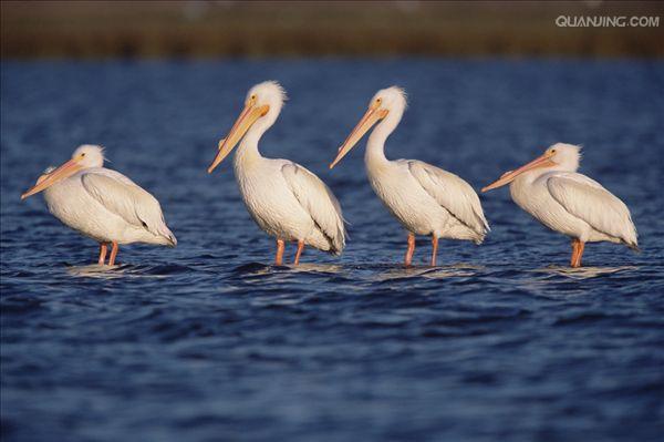 世界所有国家国鸟,世界各国国鸟大全