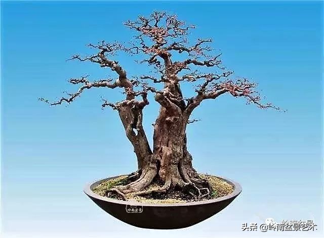 双干树,双干型果树