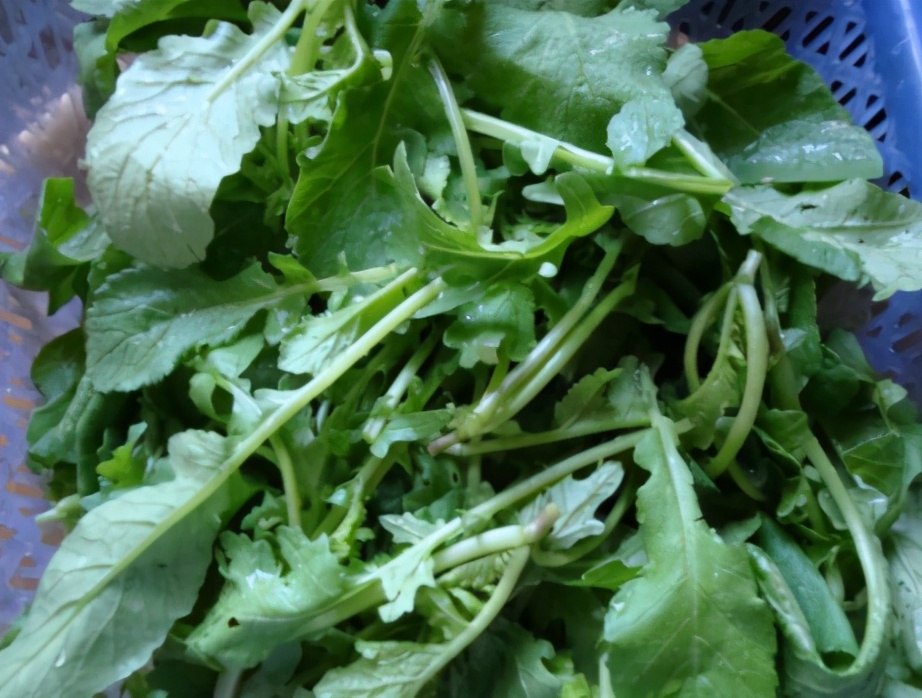 2块钱一斤，全身都是宝，很多人却把叶子当垃圾扔了，不懂太可惜