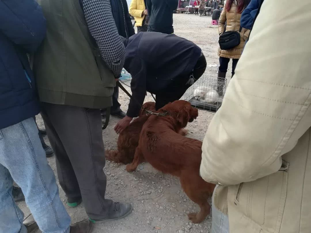 狗贩子卖500的金毛,买狗市场金毛