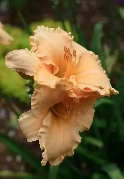 世界顶级奇花异卉,最美奇花异卉