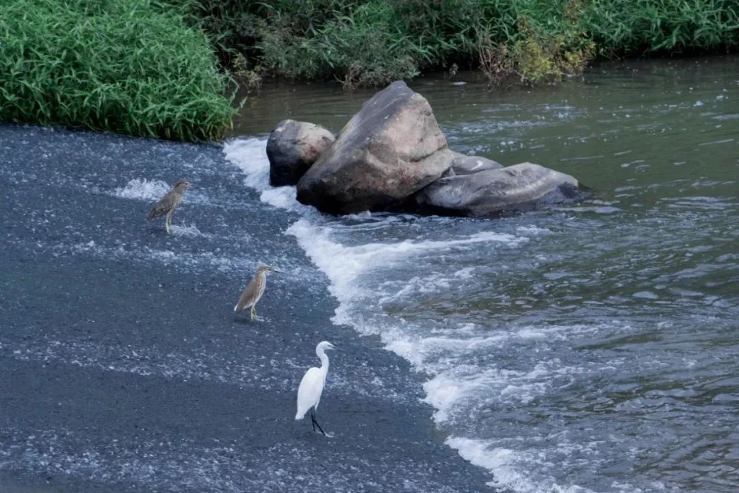 深圳地铁7号线有什么好玩的,深圳地铁十四号线游玩攻略