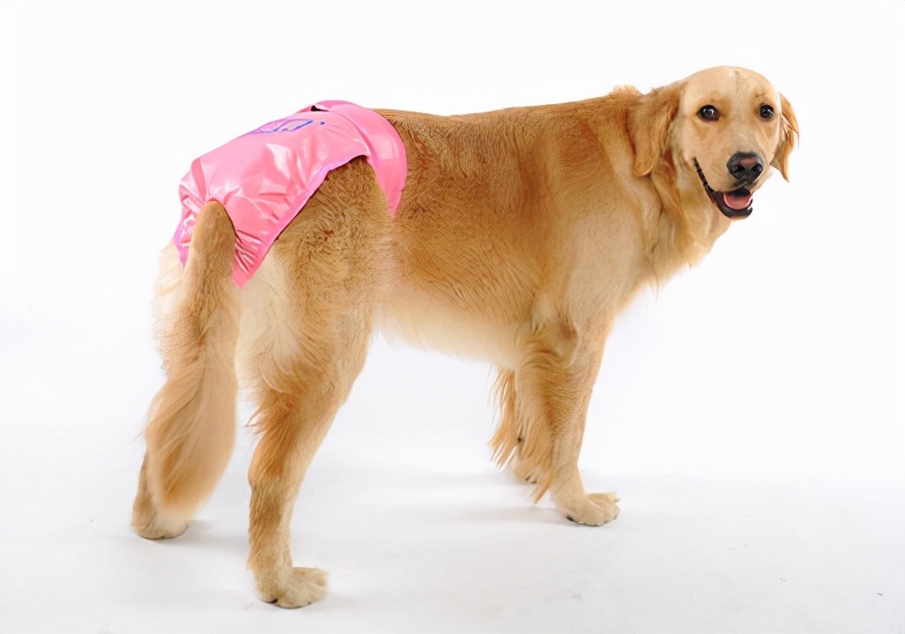 养宠心得:狗狗尿中有血是怎么回事?护理尿血狗狗的措施参考