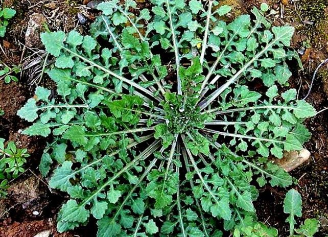 适合山东地区种植的珍稀树种,十种常见观赏草有哪些