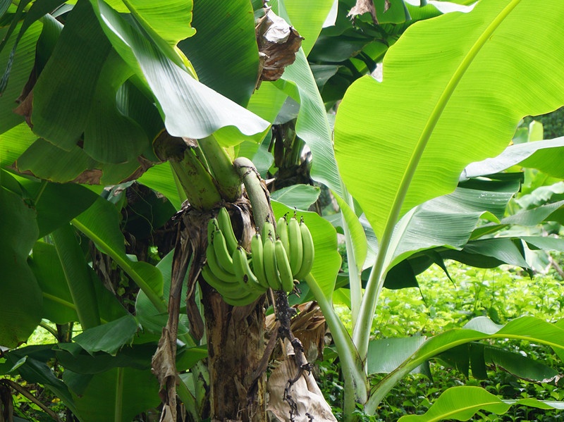 海南租车自驾,海南万宁租车哪家靠谱