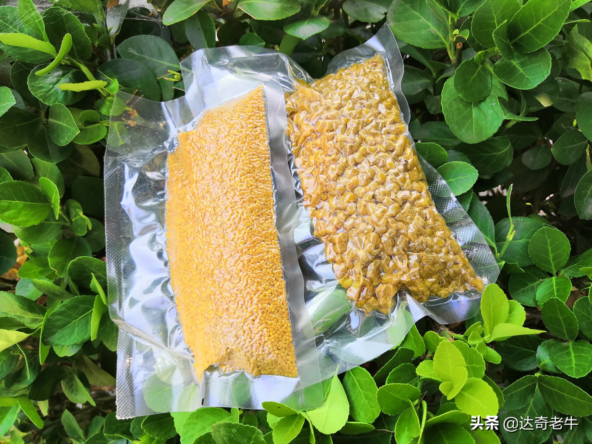 谷麦饵料长时间保存的方法,谷麦饵料怎么长期保存