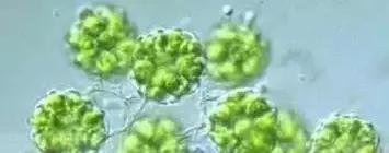 水产养殖藻类老化是怎样的,水产养殖显微镜下各种藻类