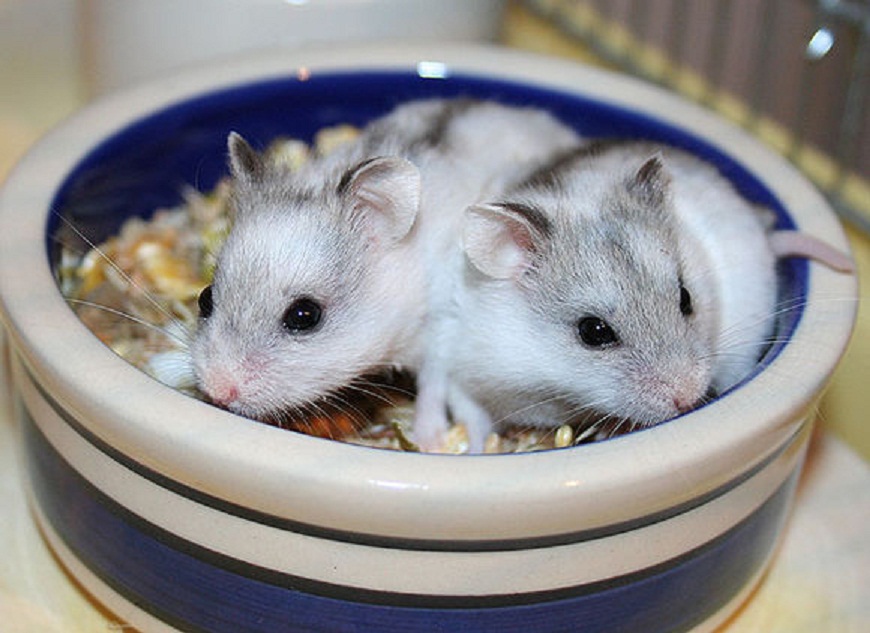 仓鼠中最好养活的几种仓鼠,最容易养的宠物仓鼠