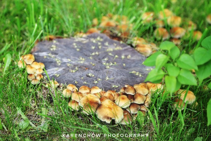 加拿大小众旅游目的地,加拿大纽芬兰自驾旅游