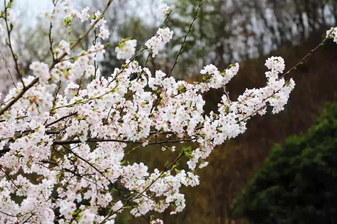 奉化樱花公园,奉化樱花谷