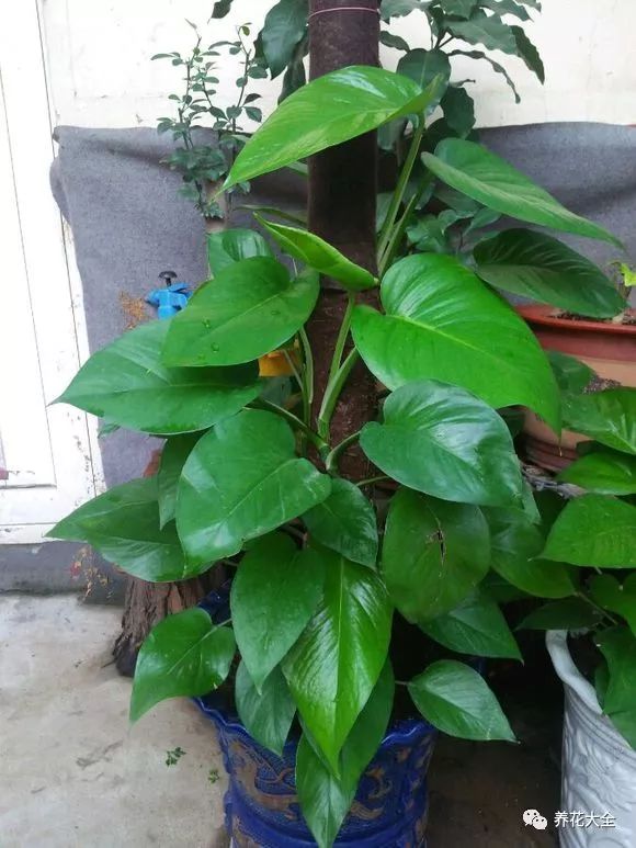 绿萝与铜钱草四季养护,怎么让铜钱草长得和绿萝一样