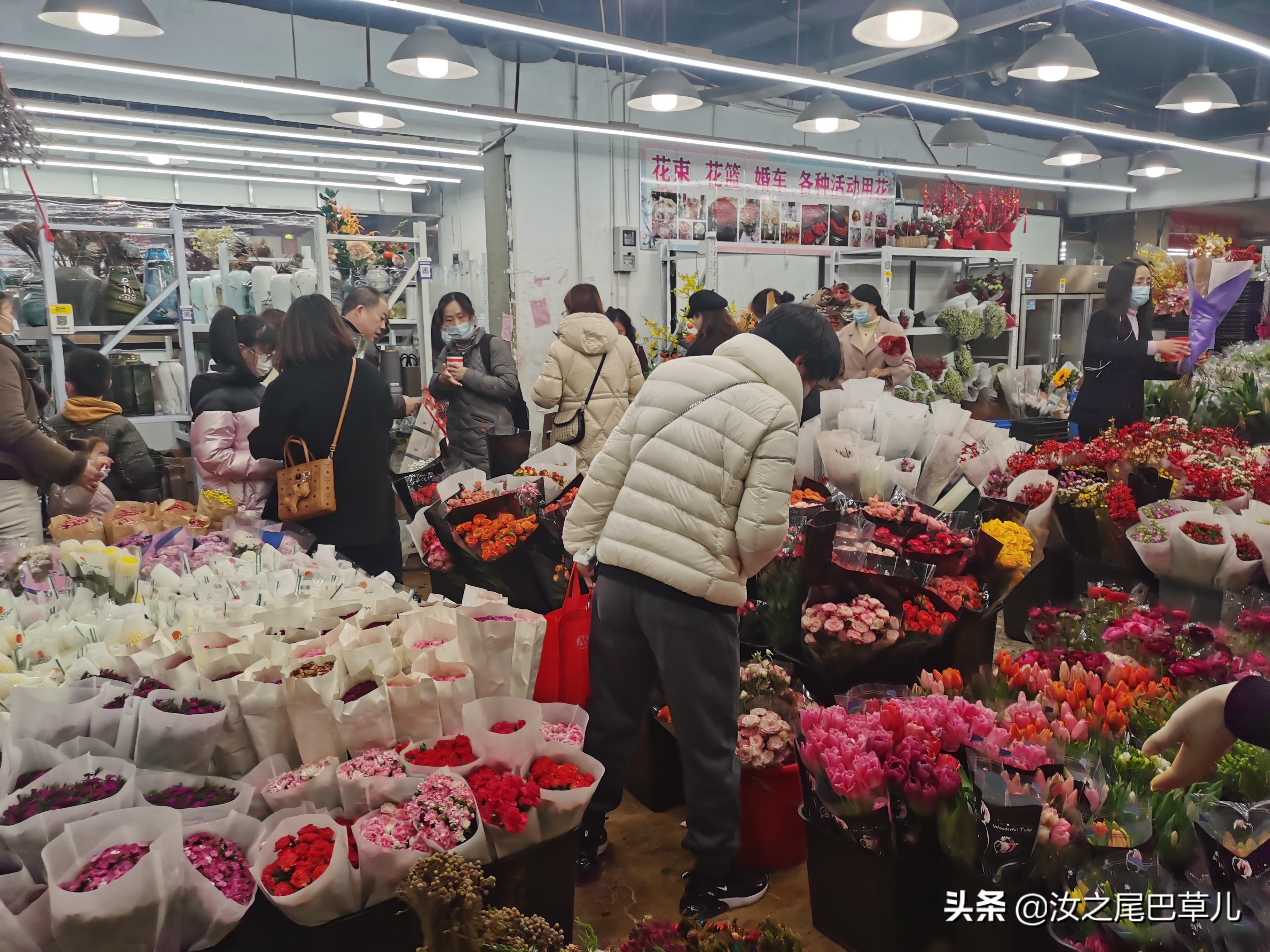 江苏常见年宵花哪里买,上哪里买年宵花最便宜