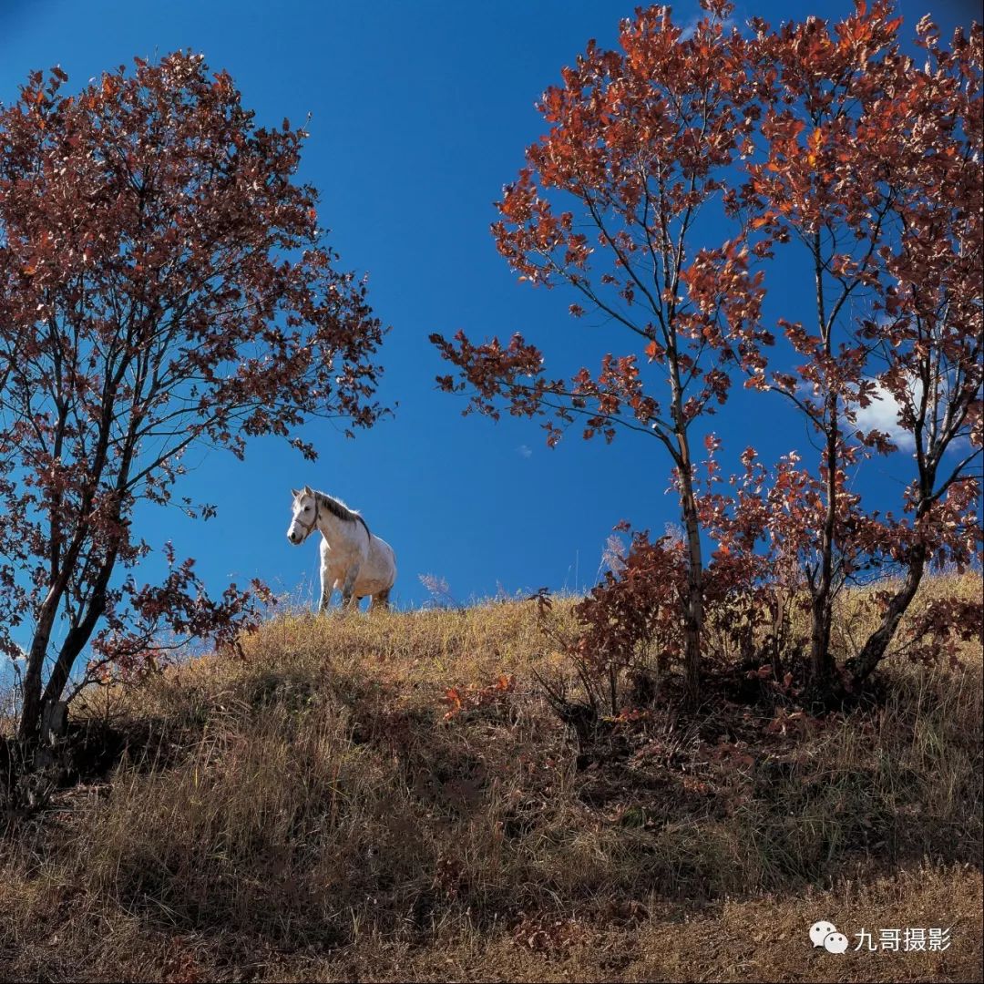 坝上草原天路美景,大美坝上风光系列之一