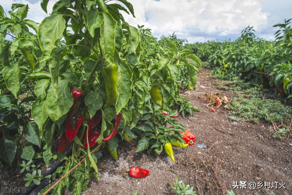 辣椒卷叶用什么处理,辣椒卷叶喷醋还是苏打水