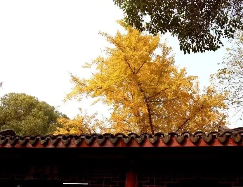 上海银杏叶打卡的地方,上海周边哪里有银杏叶