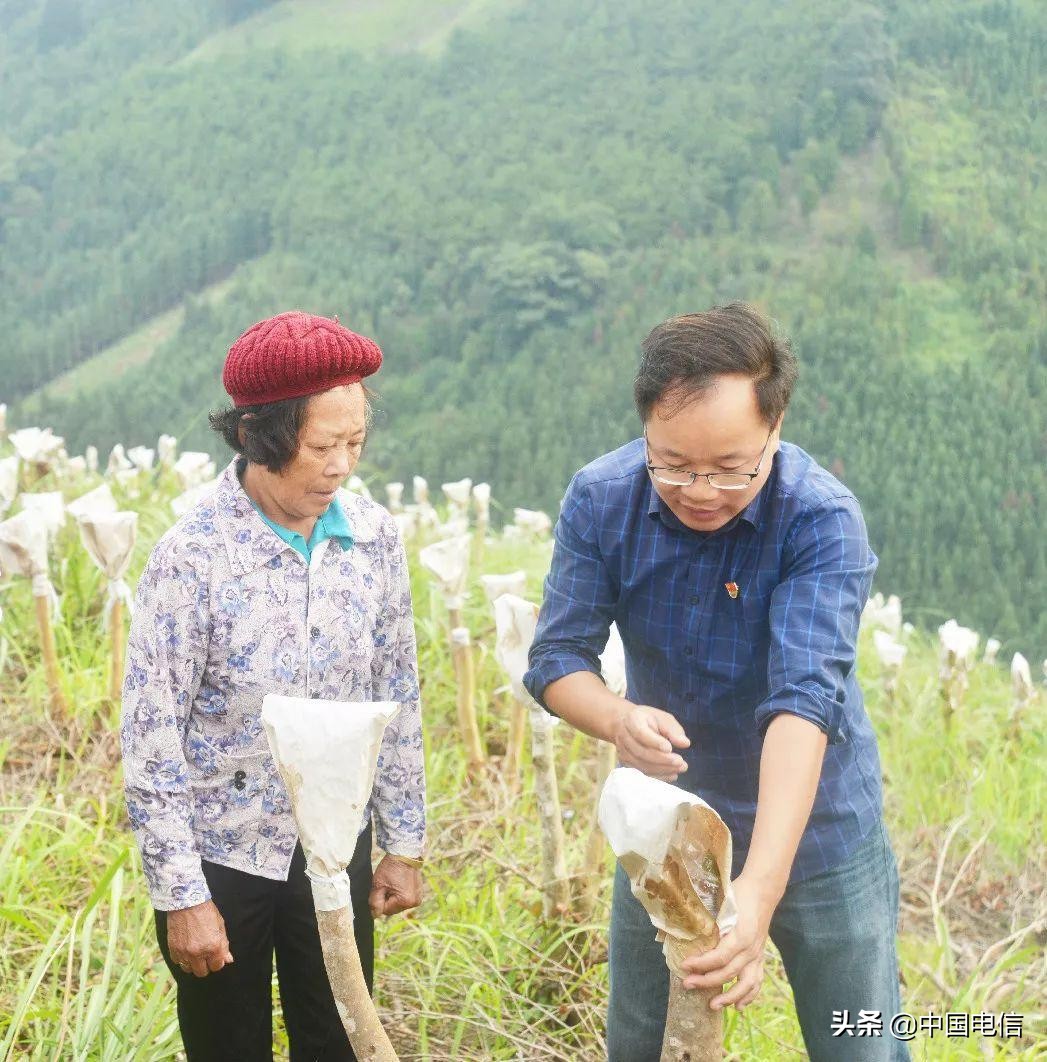 姬松茸撑起“致富伞”，特色产业种出新希望