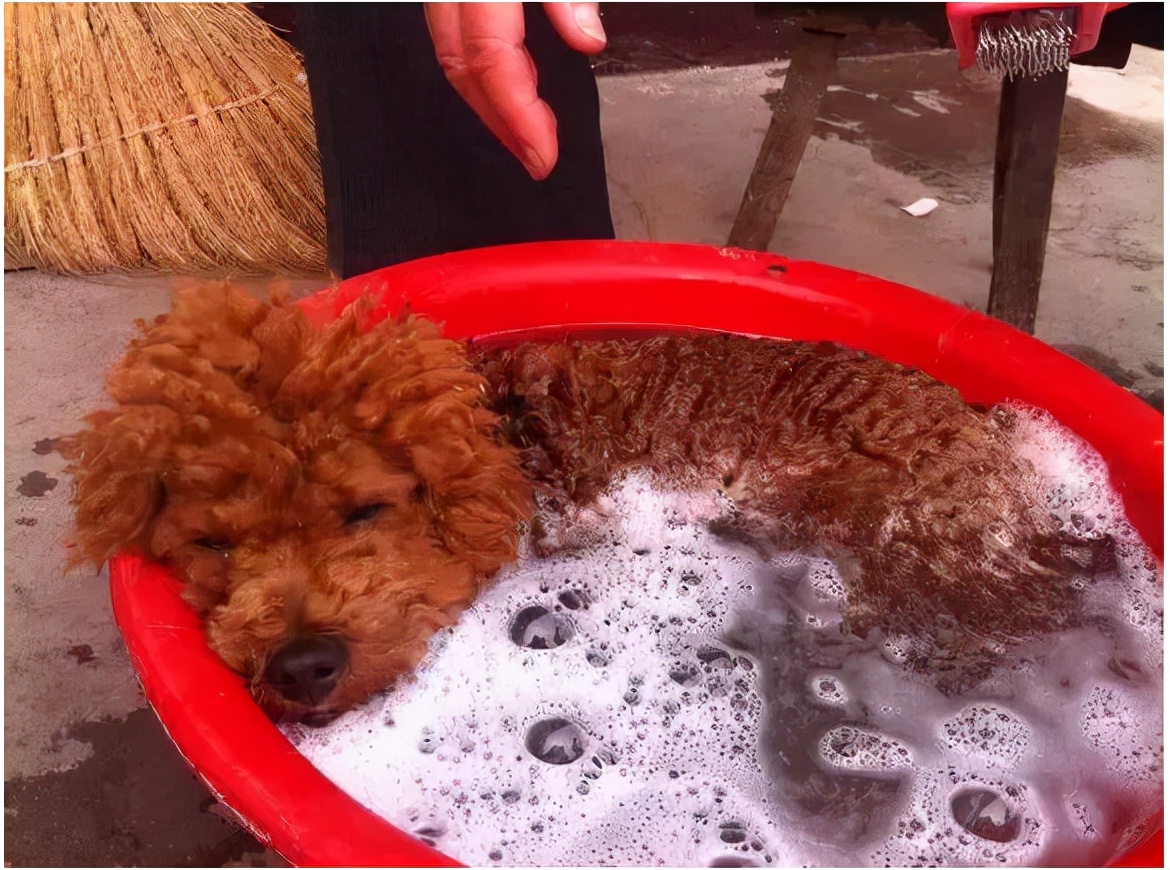 怎样知道狗狗身上有虫子,怎么能知道狗狗身上有虫