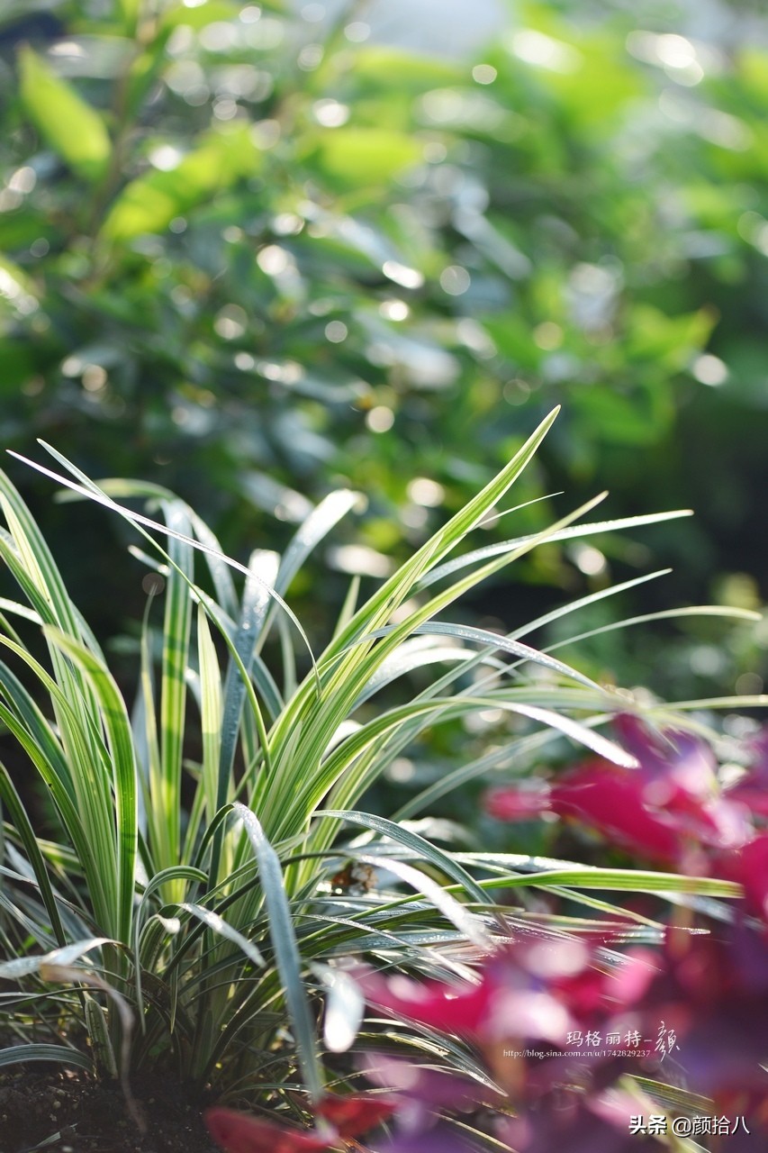花园里的银边麦冬太好看，竟然被偷了|园丁