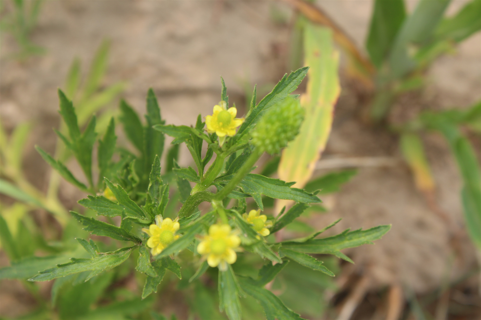 中药石龙芮是什么意思,中药石龙芮的功效与别名