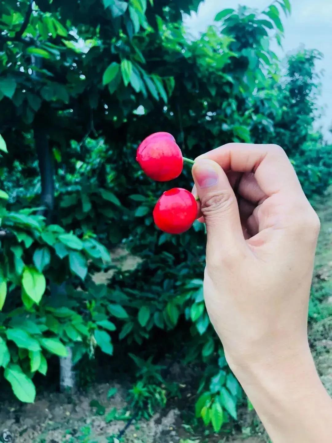 西安西郊摘樱桃最佳地方,长安区附近樱桃采摘的地方