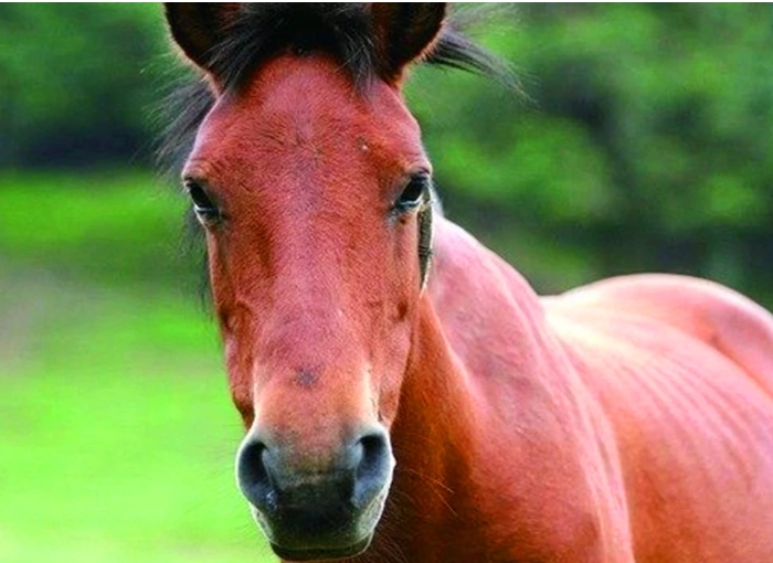 马肉为什么很少有人吃,马肉和骡子肉为啥没人吃