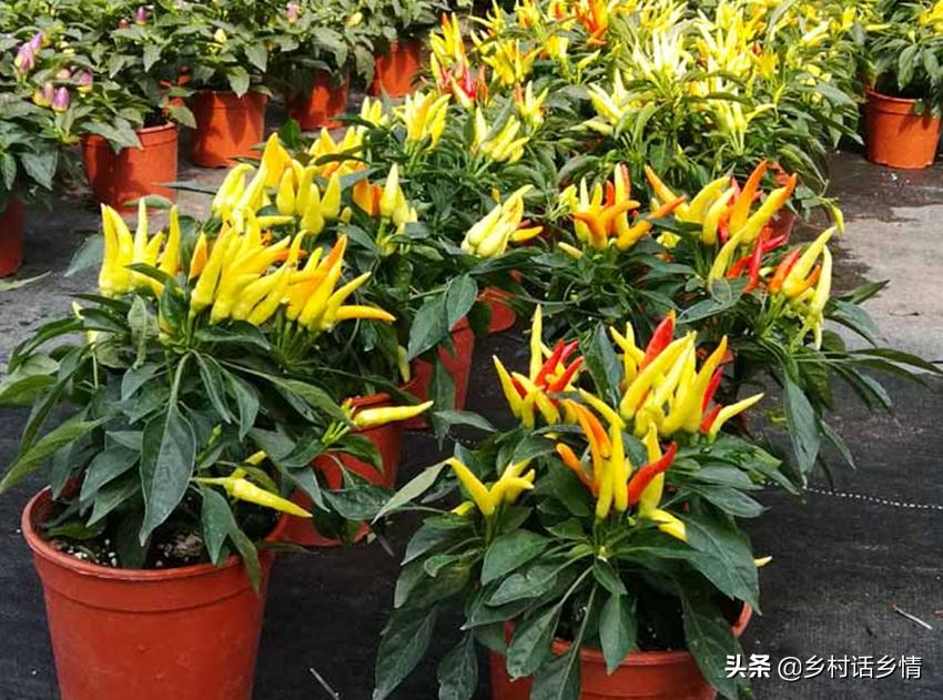 种植户到底如何才能通过种地赚钱,种植业种什么最赚钱最快