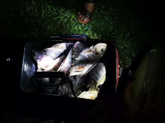 本汀金迦潘求败7米2,本汀金迦潘引领实测