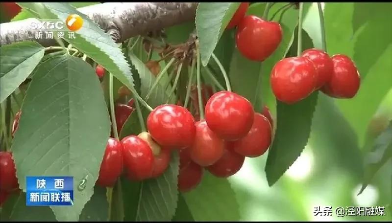 吃樱桃的注意事项图文,吃樱桃的注意事项