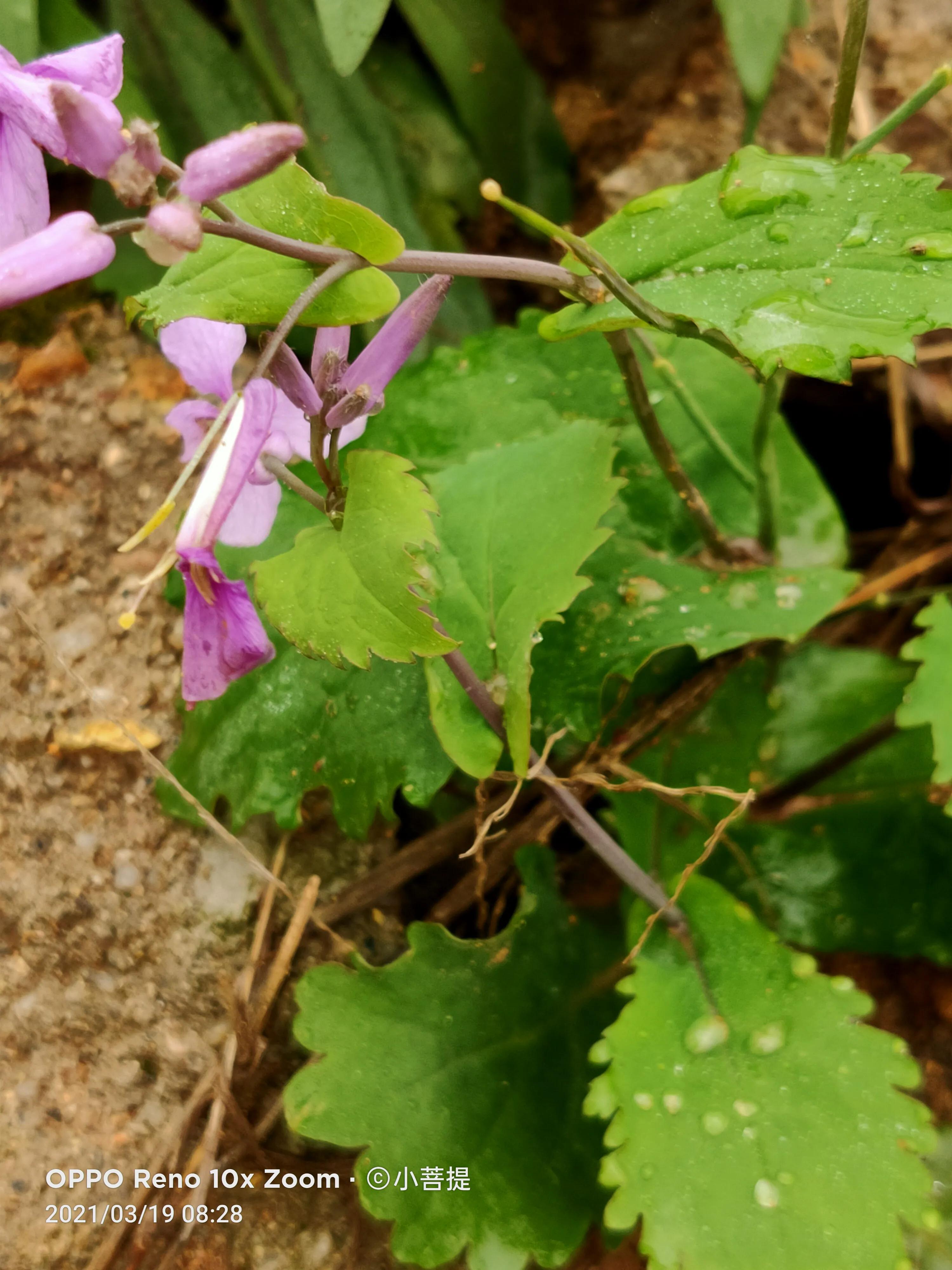 这种植物为成就蜀国屡次北伐功不可没