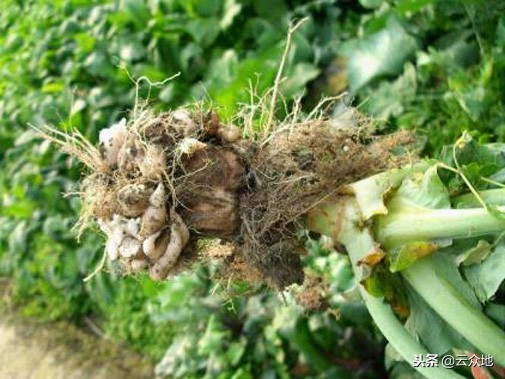 盆栽蔬菜根肿病的防治,蔬菜根肿了怎么处理