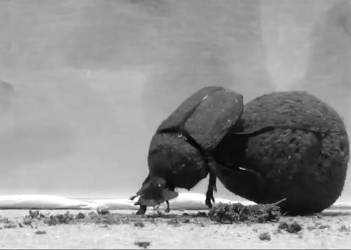 屎壳郎是如何滚屎球的,屎壳郎滚粪球正确方法