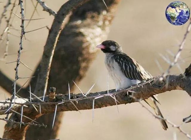 你们吃的野味蜜獾，居然是称霸非洲的平头哥