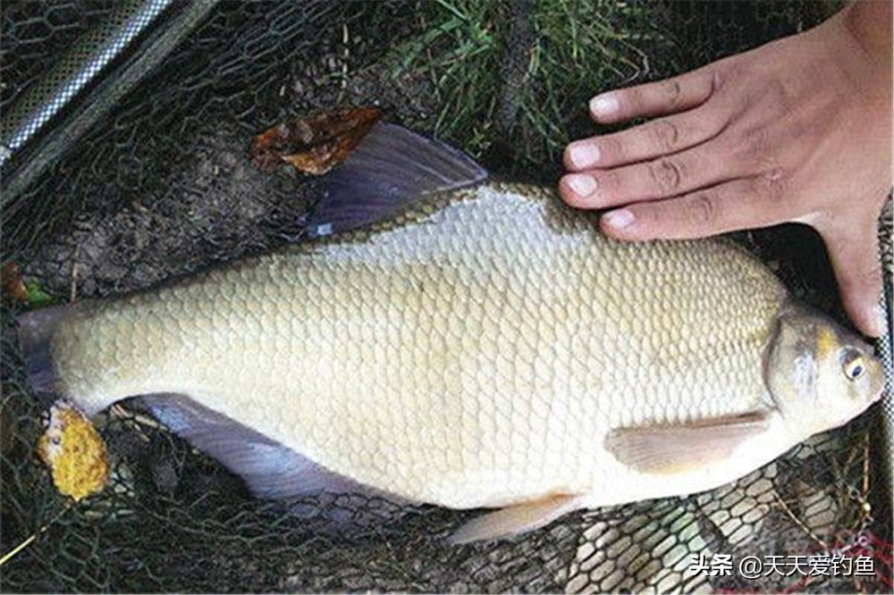 鳊鱼怎么钓喜欢吃什么,鳊鱼喜欢吃什么假饵