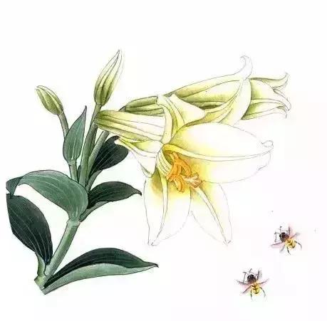 工笔百合花朵设色步骤,工笔重彩油画百合