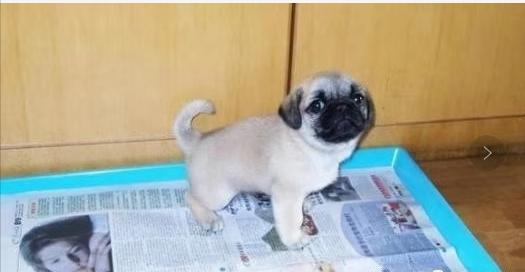 白天上班怎么训练狗狗定点大小便,铲屎官养狗新手教程