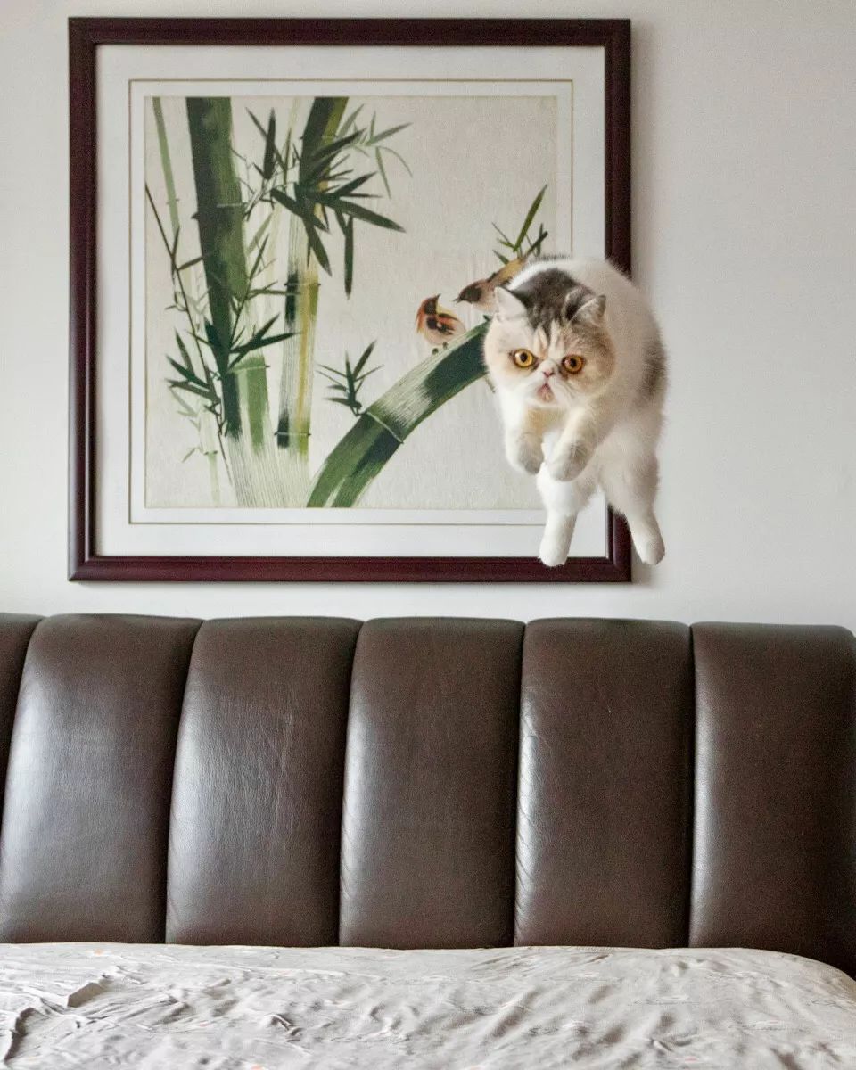 特别的萌给特别的你