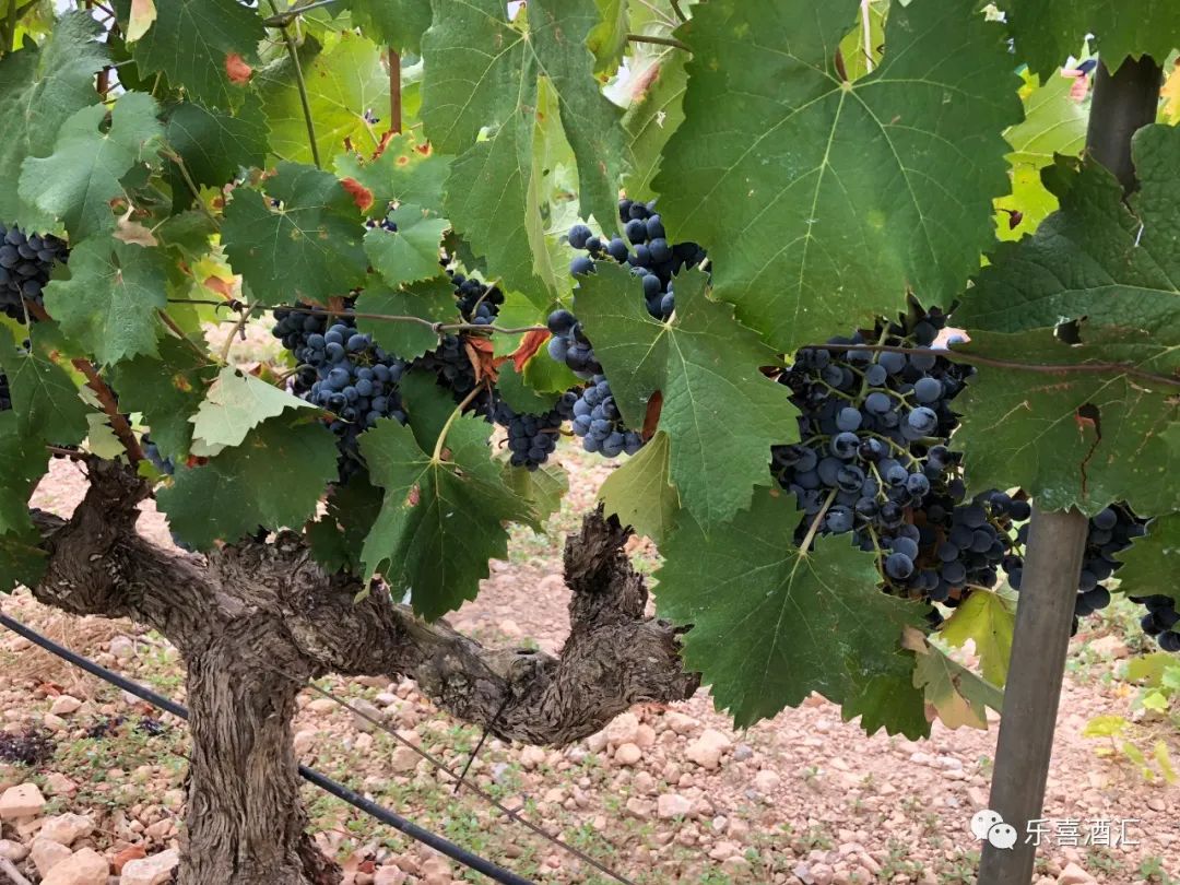 深圳乐喜酒汇社区共享酒窖连锁加盟面向全国|西班牙宝图庄葡萄酒