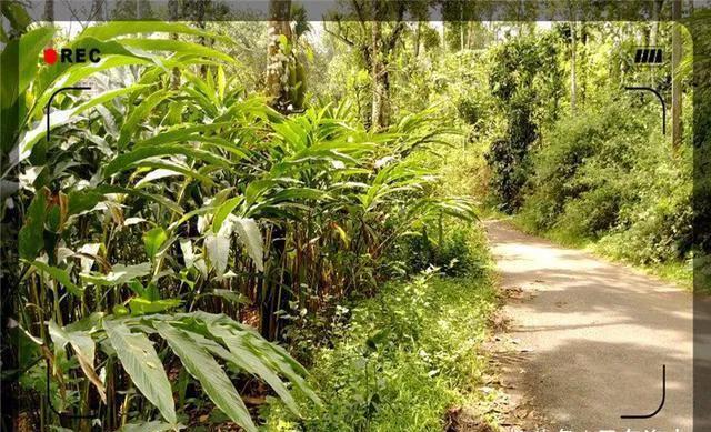 创业致富项目农村种什么赚钱,农村最赚钱的种植创业项目有哪些