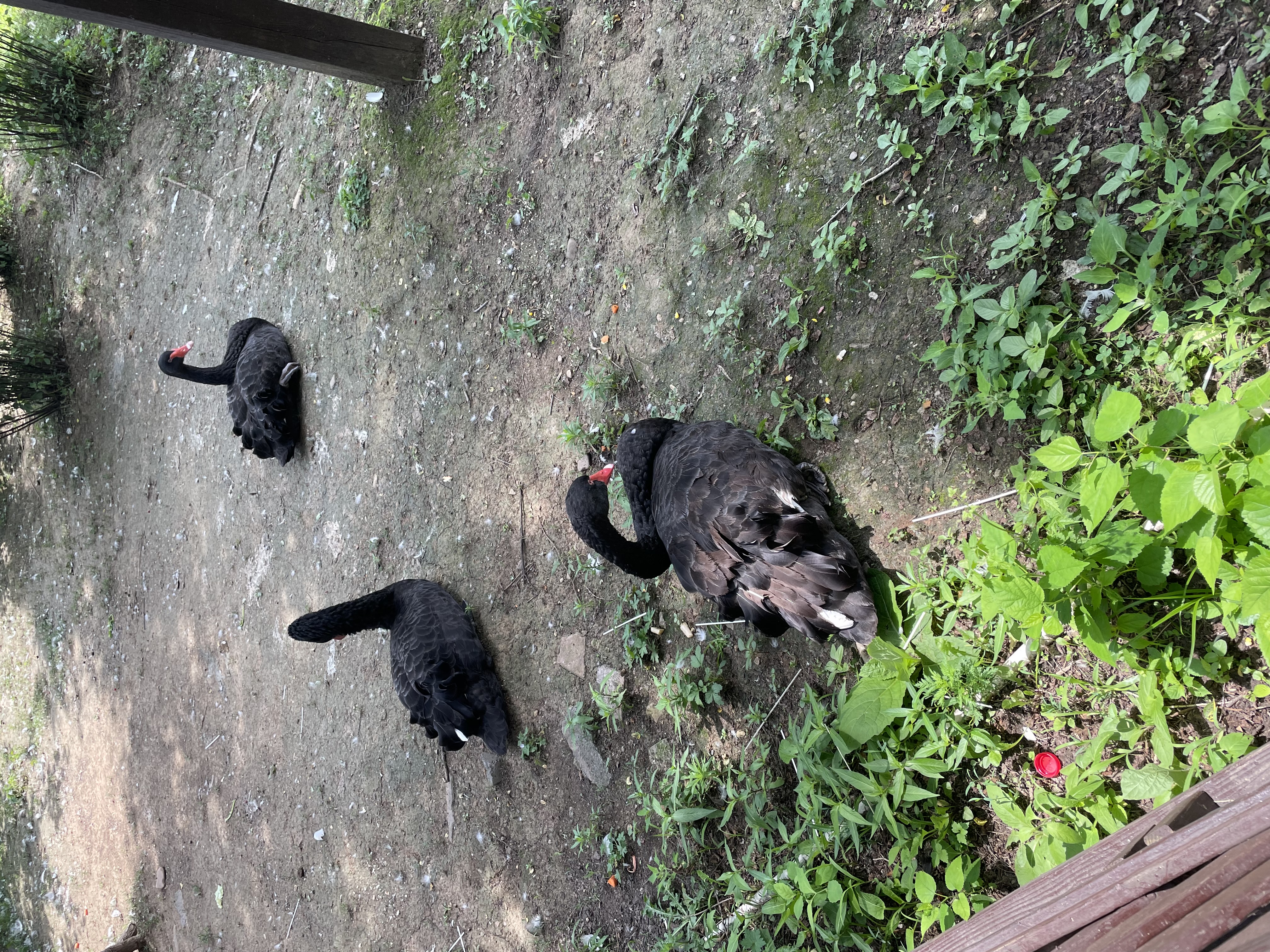 沈阳森林动物园春游,五一小长假去沈阳森林动物园游玩