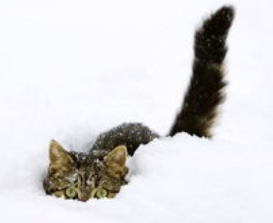 猫咪调皮怎么解决,猫咪调皮捣蛋要怎么样才能驯化它