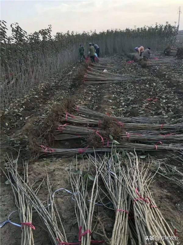 俄罗斯八号樱桃怎么好坐果,俄罗斯八号樱桃怎样