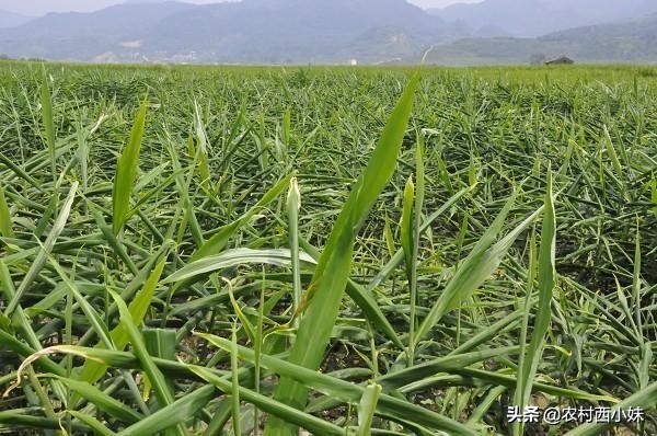 生姜的种植方法及管理技术,生姜种植与管理技术视频