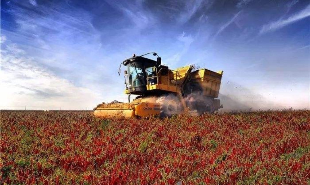 吉林洮南辣椒第一人,中国辣椒第一镇