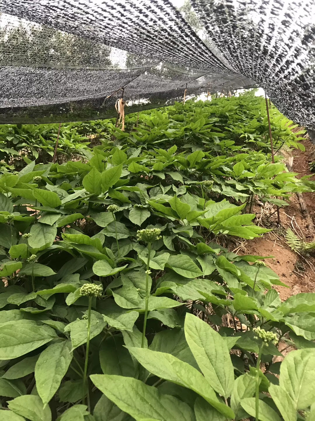 据说长白山人参很便宜,七月长白山两天一晚多少钱