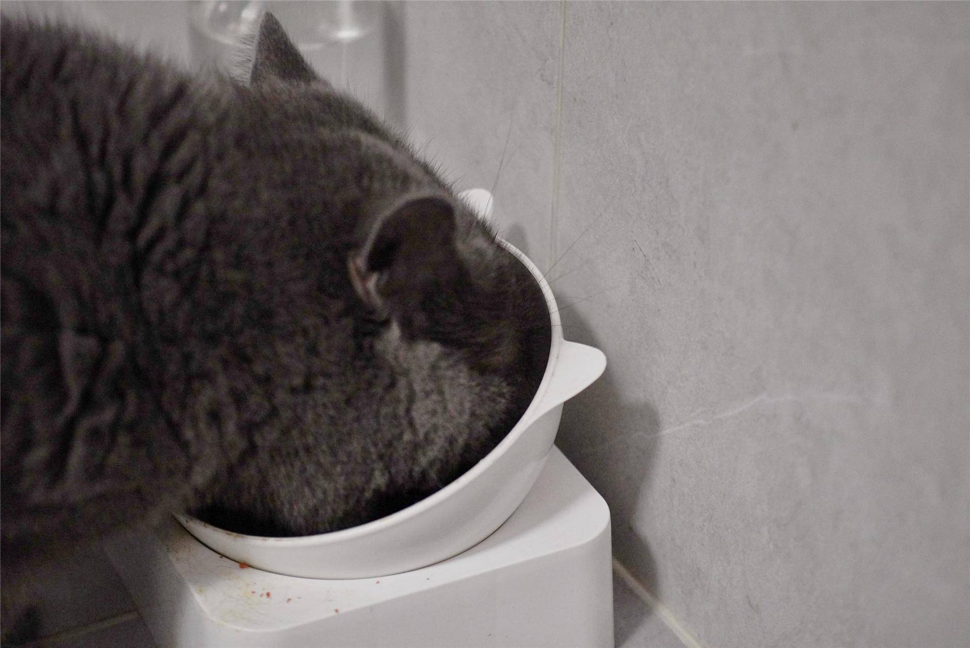 猫主子的猫砂怎么选,喵星人的食物有哪些